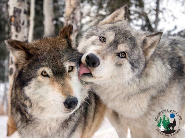 wolf wildlife center