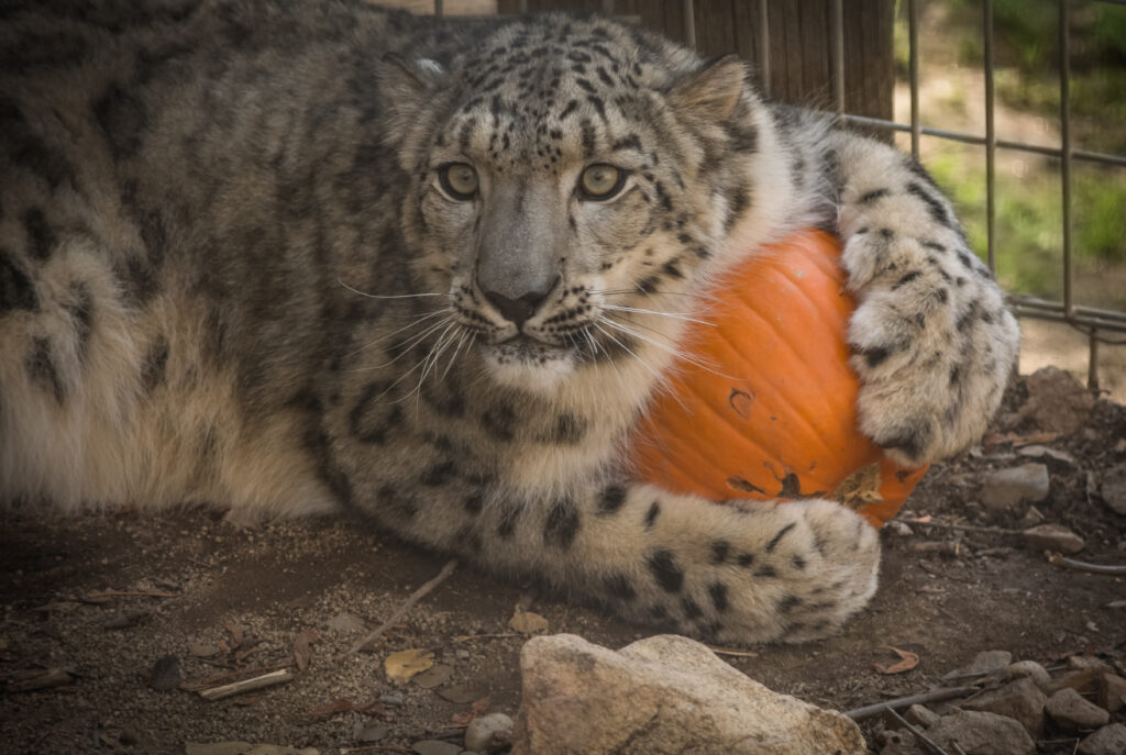 Snow Leopard Cat With Pumpkin