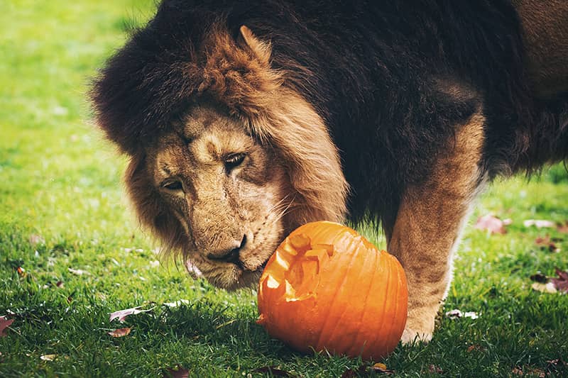 A lion playing with a jack-o-lantern at Boo at the Zoo in Colorado Springs