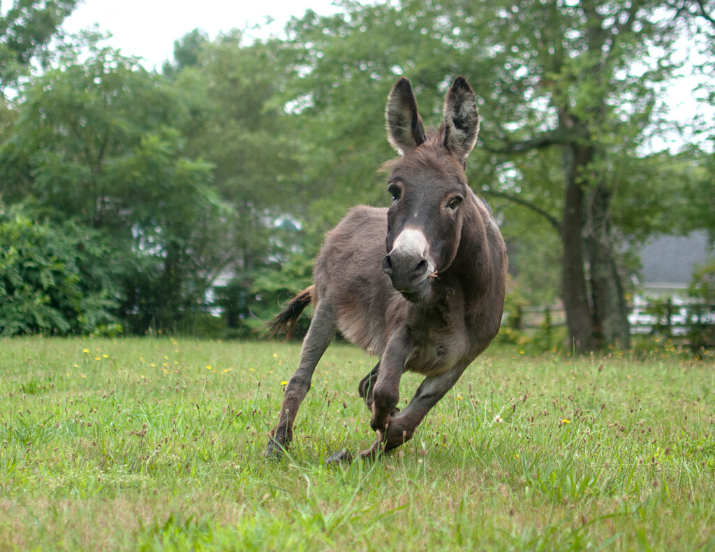 Donkey Running