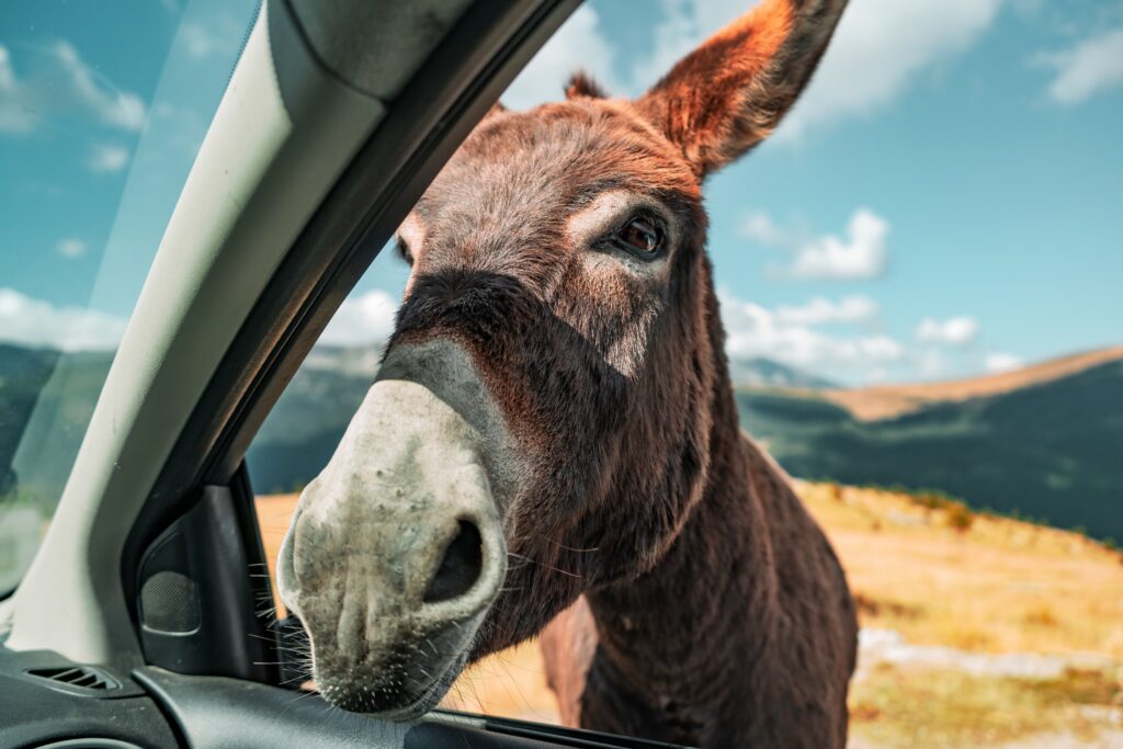 Closeup shot of a brown donkey captured from the passenger seat of a car