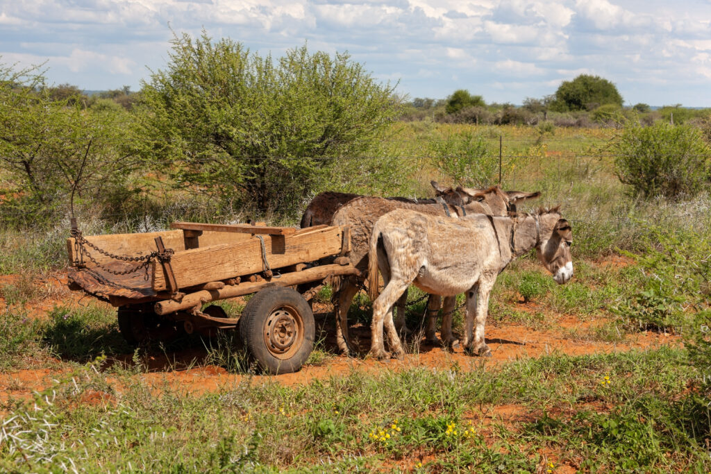 donkey cart on a dirt road in rural area