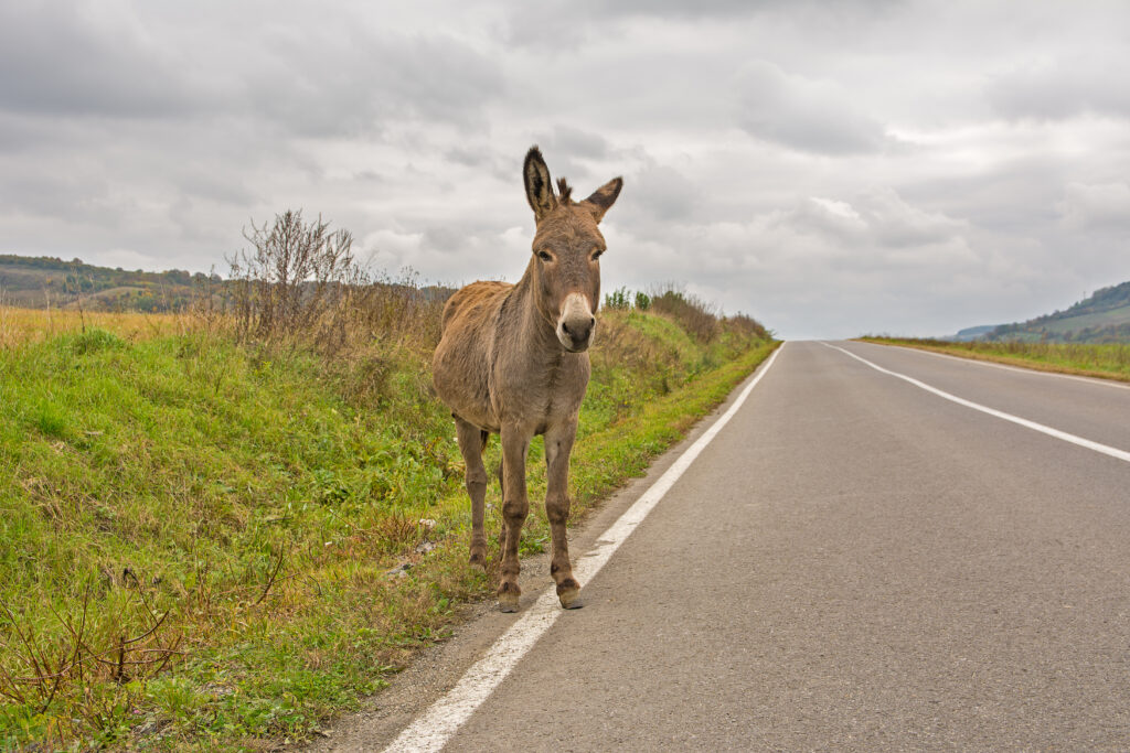 Lonely donkey walking on the highway on a cloudy autumn day. Con