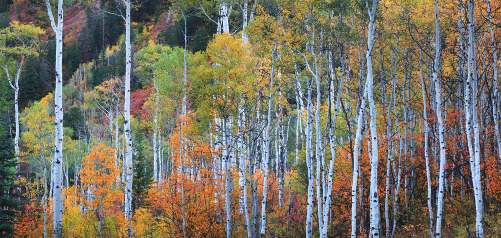 Tall Aspen trees with fall foliage in Colorado rocky mountains