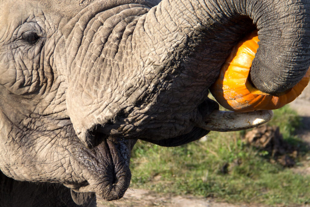 close up of an elephant eating a pumpkin