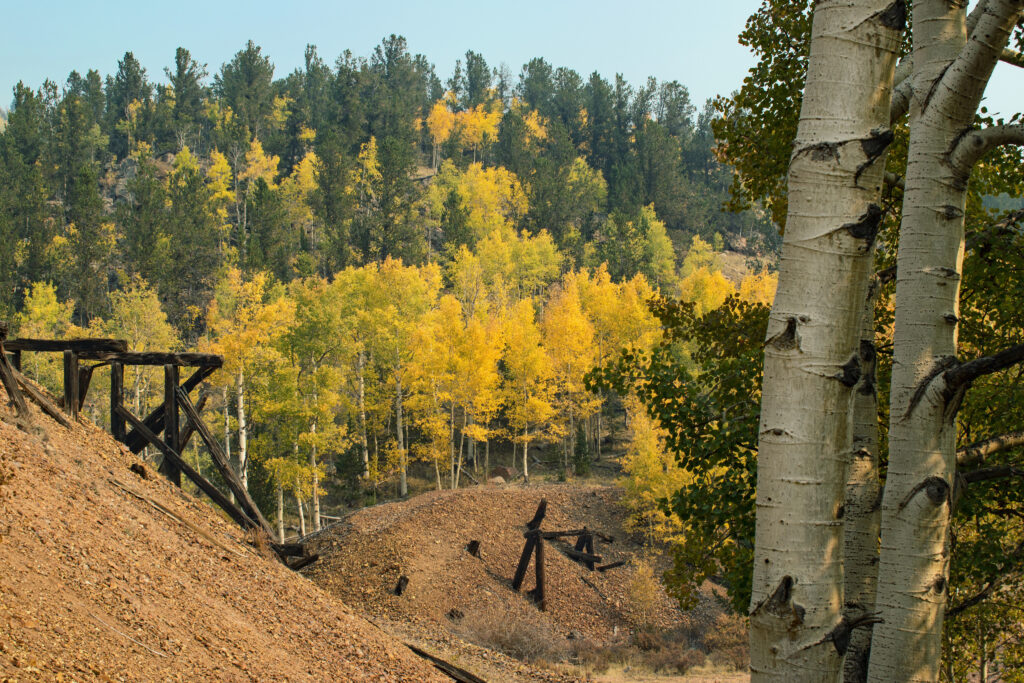 Aspen tree leaves changing color during autumn framed by aspen t