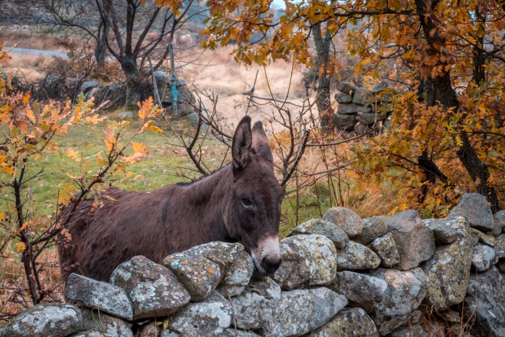 A brown-colored donkey in a field captured during autumn