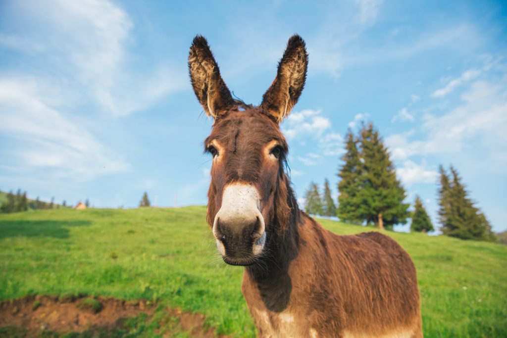Picture of a funny donkey at sunset.