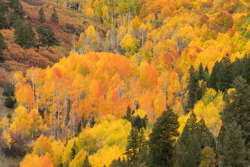 USA, Colorado, Uncompahgre National Forest. Mountain aspen forest in autumn. Credit as: Don Grall / Jaynes Gallery / DanitaDelimont.com