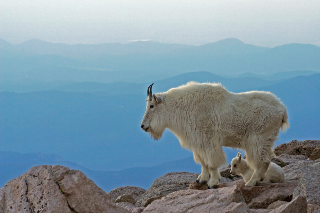 USA, Colorado, Mount Evans. Mountain goat mother and kid with Rocky Mountains in background. Credit as: Cathy & Gordon Illg / Jaynes Gallery / Danita Delimont.com