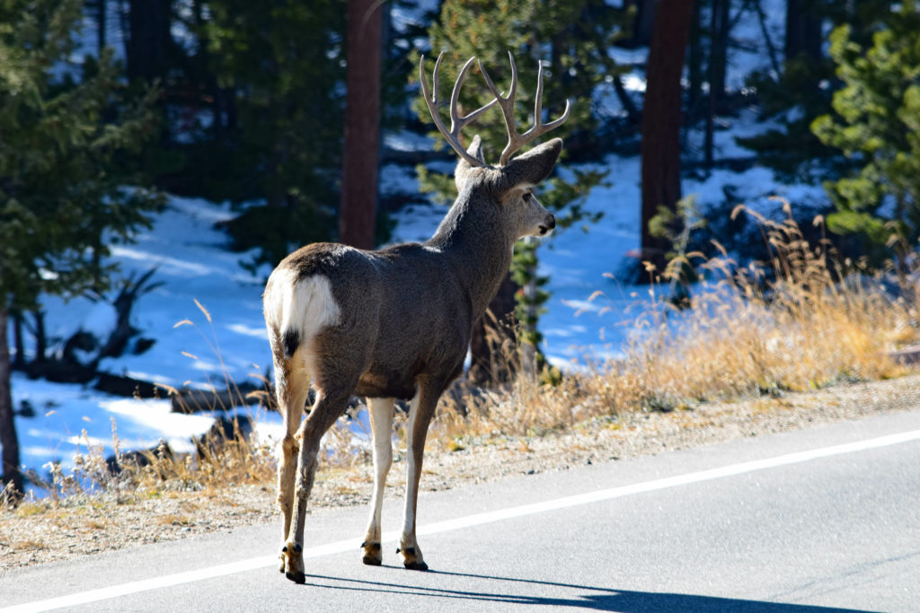 Buck in Colorado