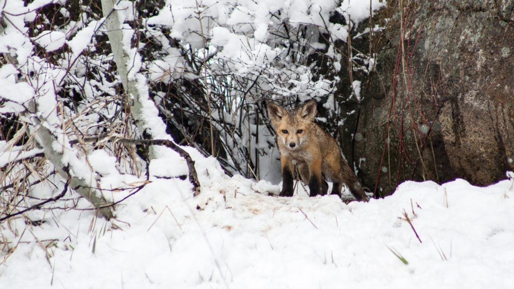 Fox kit at den