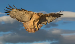 Red-Tail Returning - A welll trained red-tailed hawk returns to its perch when summoned just after sunrise.
