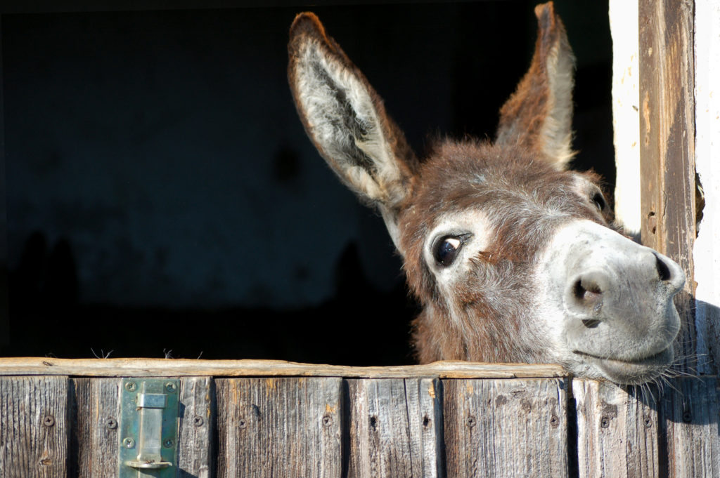Funny Donkey looks out of his Stable