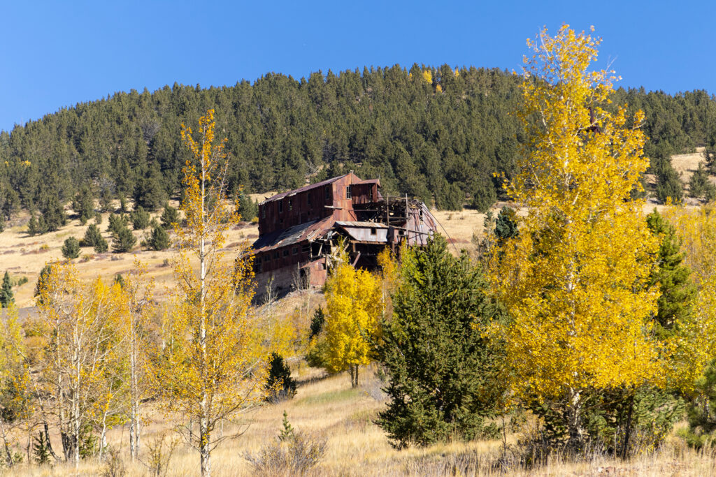 Aspen leaves turn to gold in a beautul Victor mining district autumn.