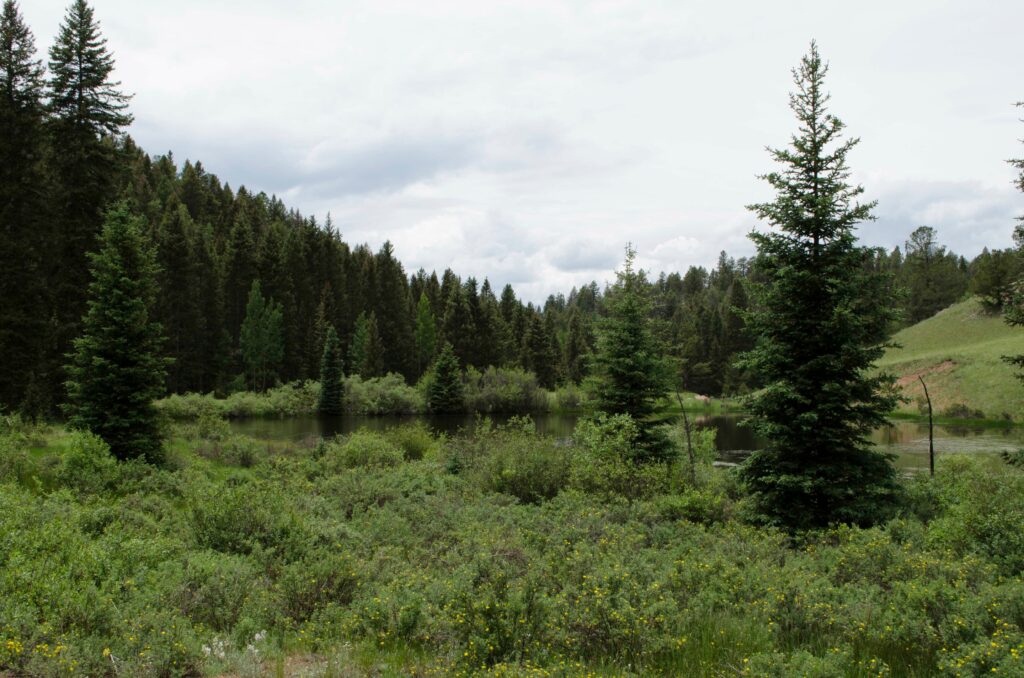 A view of a lush valley inside Mueller State Park