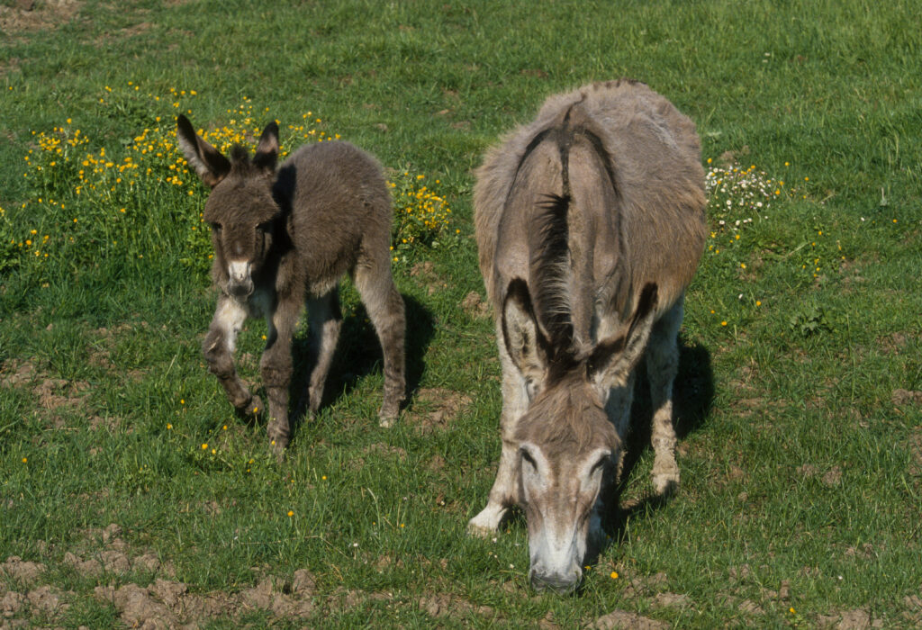 A family of donkeys in a green field.