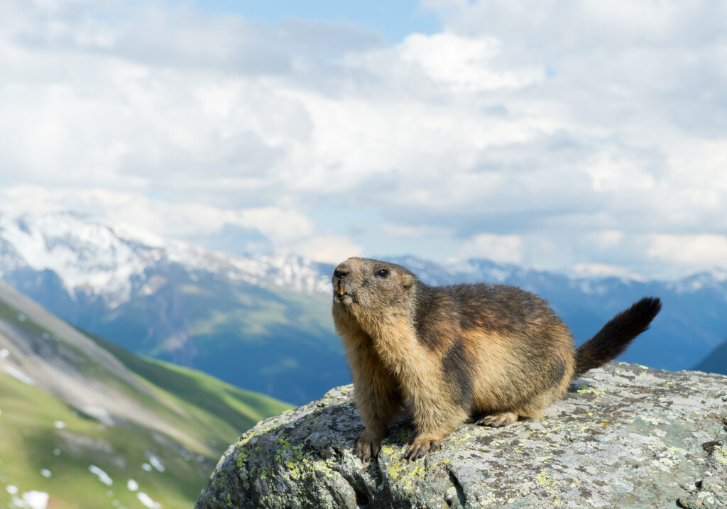 Alpine marmot standing on the boulder