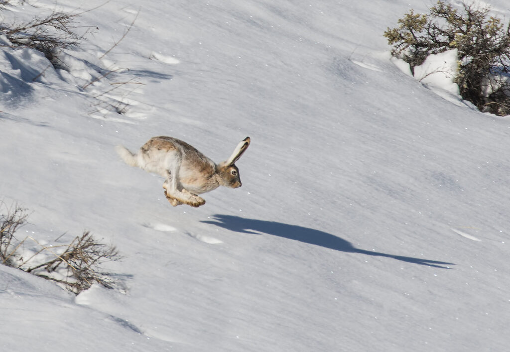 Snowshoe Hare In Flight With Shadow