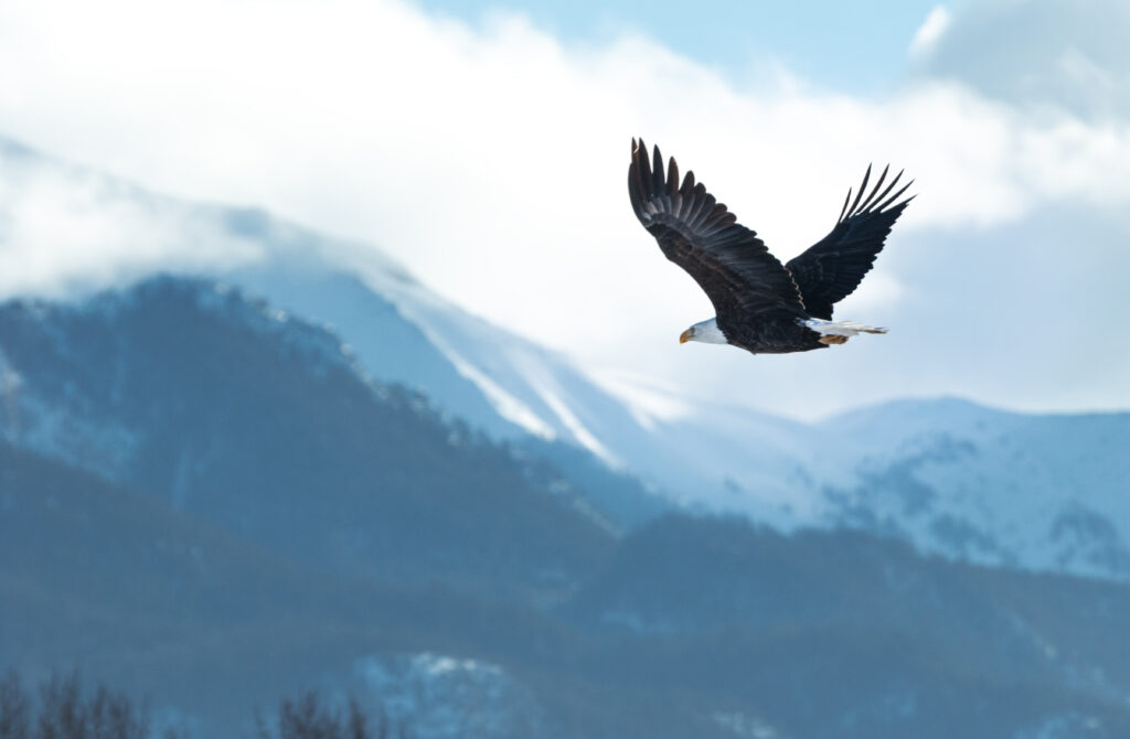 Eagle flying in the wild