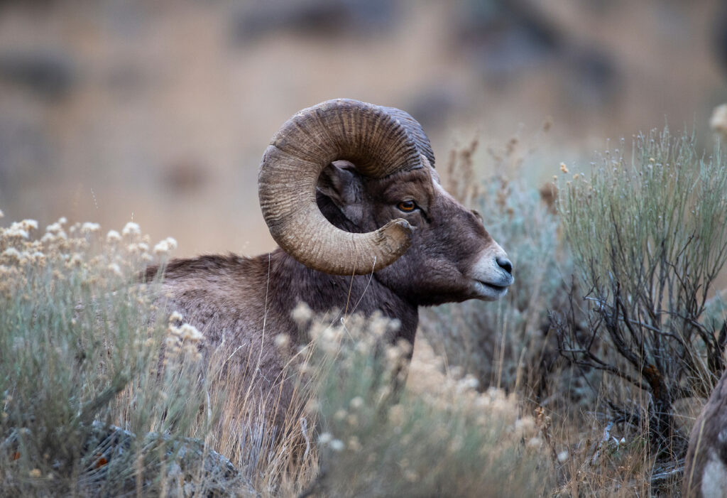 A Big Horn Sheep laying down in a brush field.