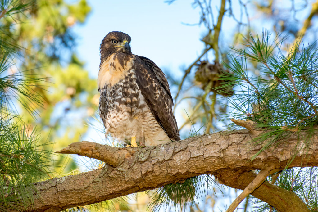 Red Tail Hawk Perched on a Branch