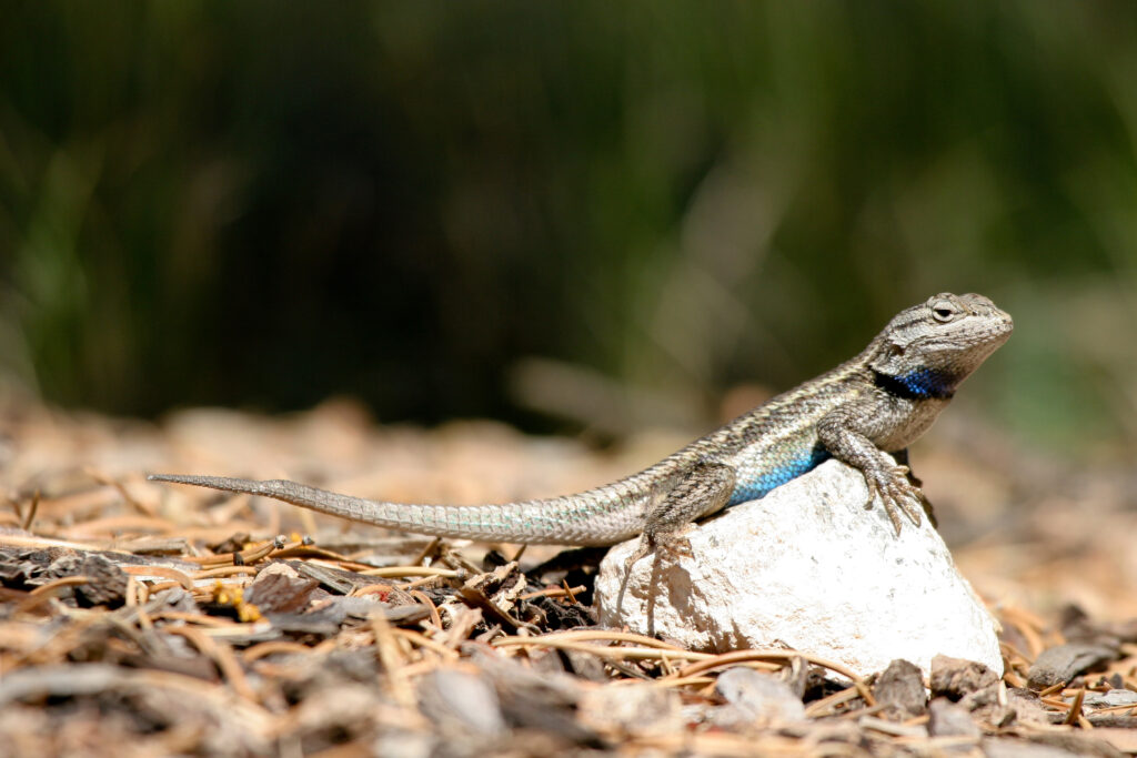 Southern Prairie Lizard shows off his blue belly.